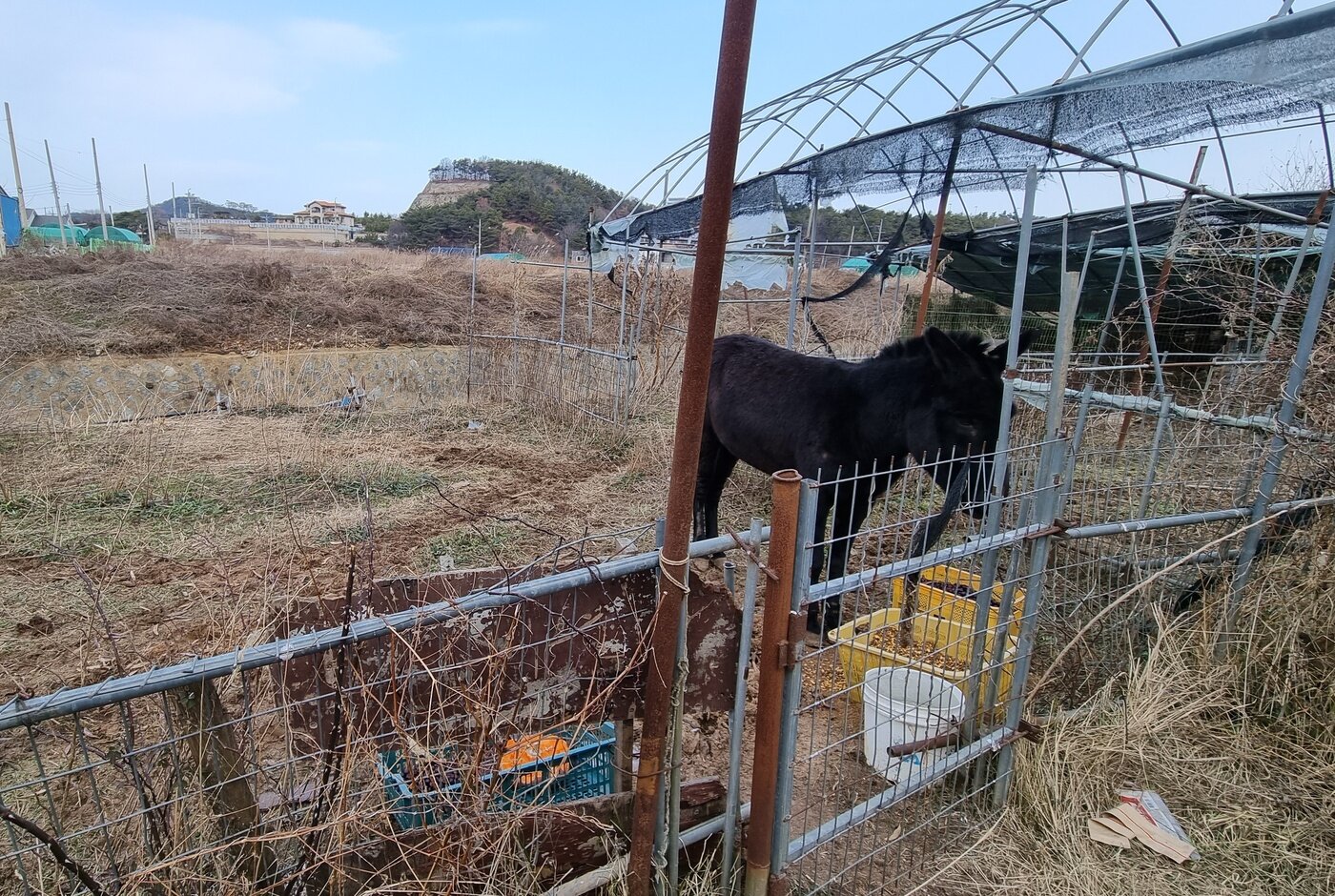 본문 이미지 - 공터에 홀로 방치돼 있던 당나귀 (동물자유연대 제공) ⓒ 뉴스1