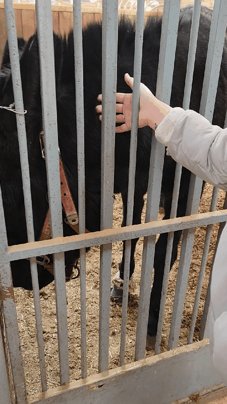 본문 이미지 - 당나귀가 사람을 보고 다가와 쓰다듬어 달라고 몸을 철문에 기대고 있다. ⓒ 뉴스1 한송아 기자