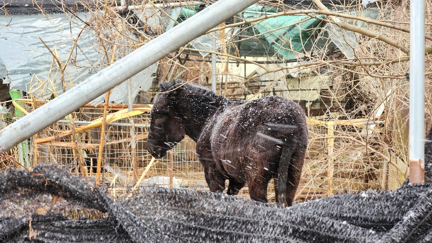 본문 이미지 - 공터에 방치된 당나귀가 눈보라를 그대로 맞고 있다. (동물자유연대 제공) ⓒ 뉴스1