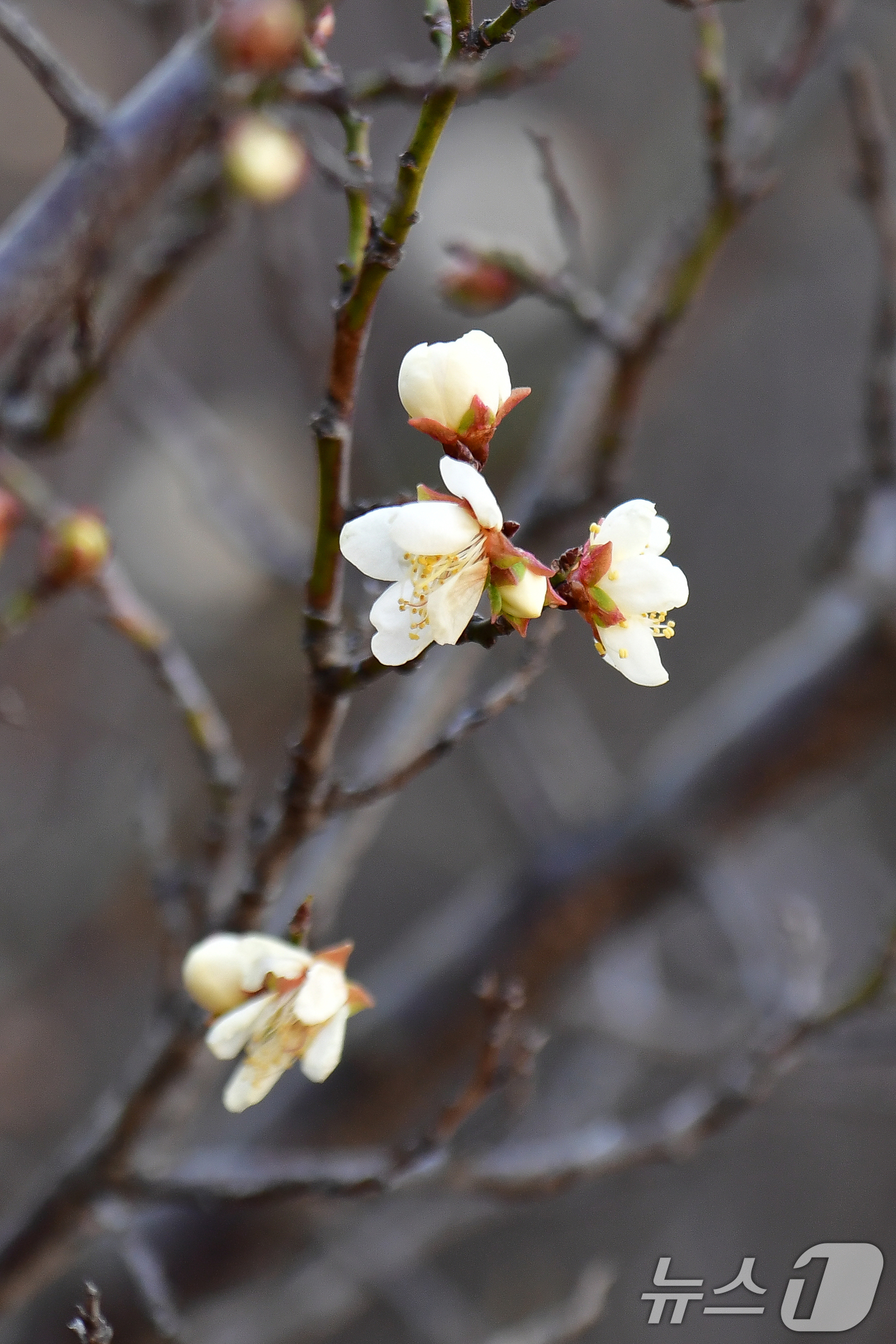 (포항=뉴스1) 최창호 기자 = 11일 경북 포항시 남구 시청사 뒷편 산에서 영하 10도까지 떨어지는 추위를 이겨낸 봄의 전령사 매화꽃이 꽃망울 터뜨리고 있다. 2025.2.11/ …