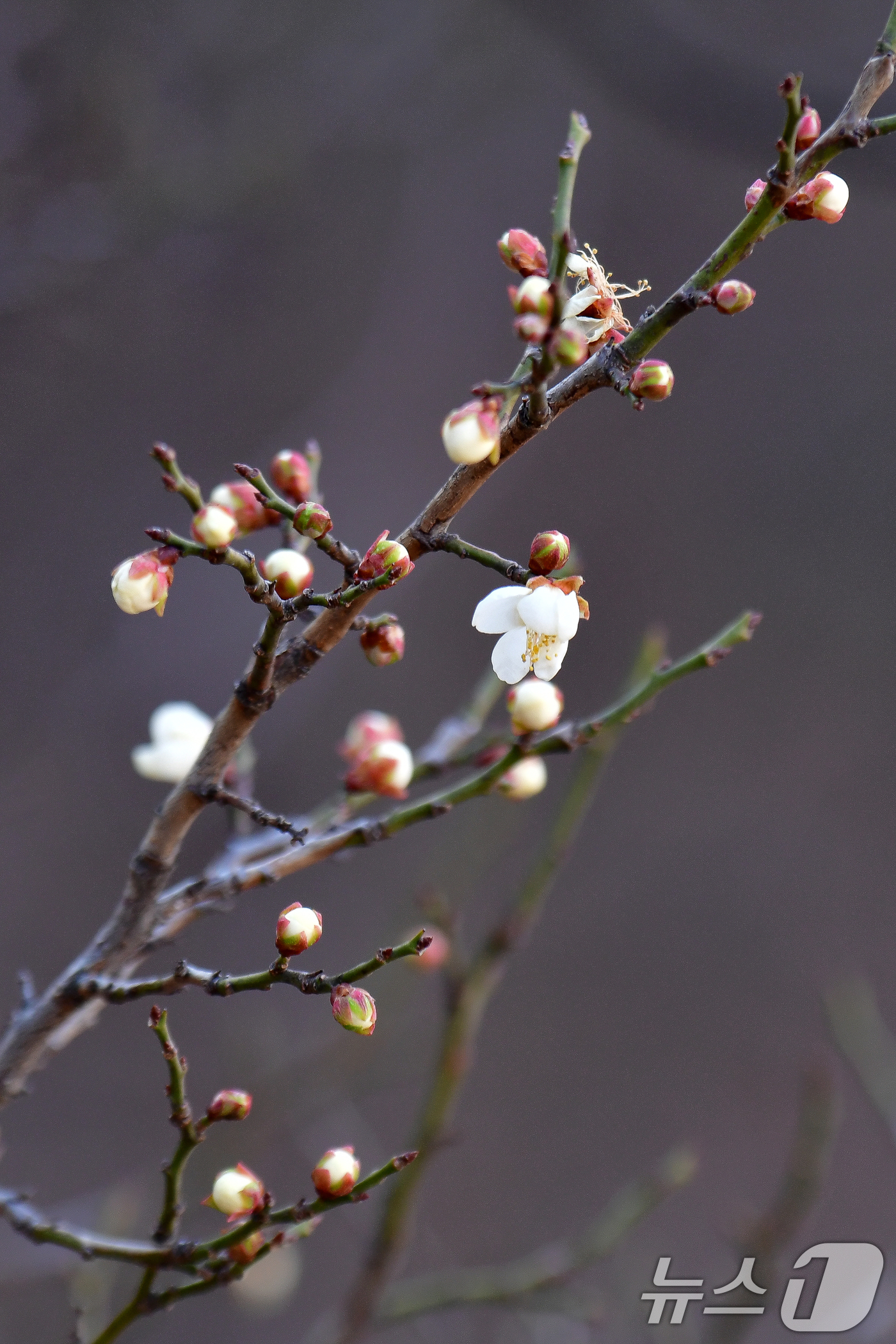 (포항=뉴스1) 최창호 기자 = 11일 경북 포항시 남구 시청사 뒷편 산에서 영하 10도까지 떨어지는 추위를 이겨낸 봄의 전령사 매화꽃이 꽃망울 터뜨리고 있다. 2025.2.11/ …