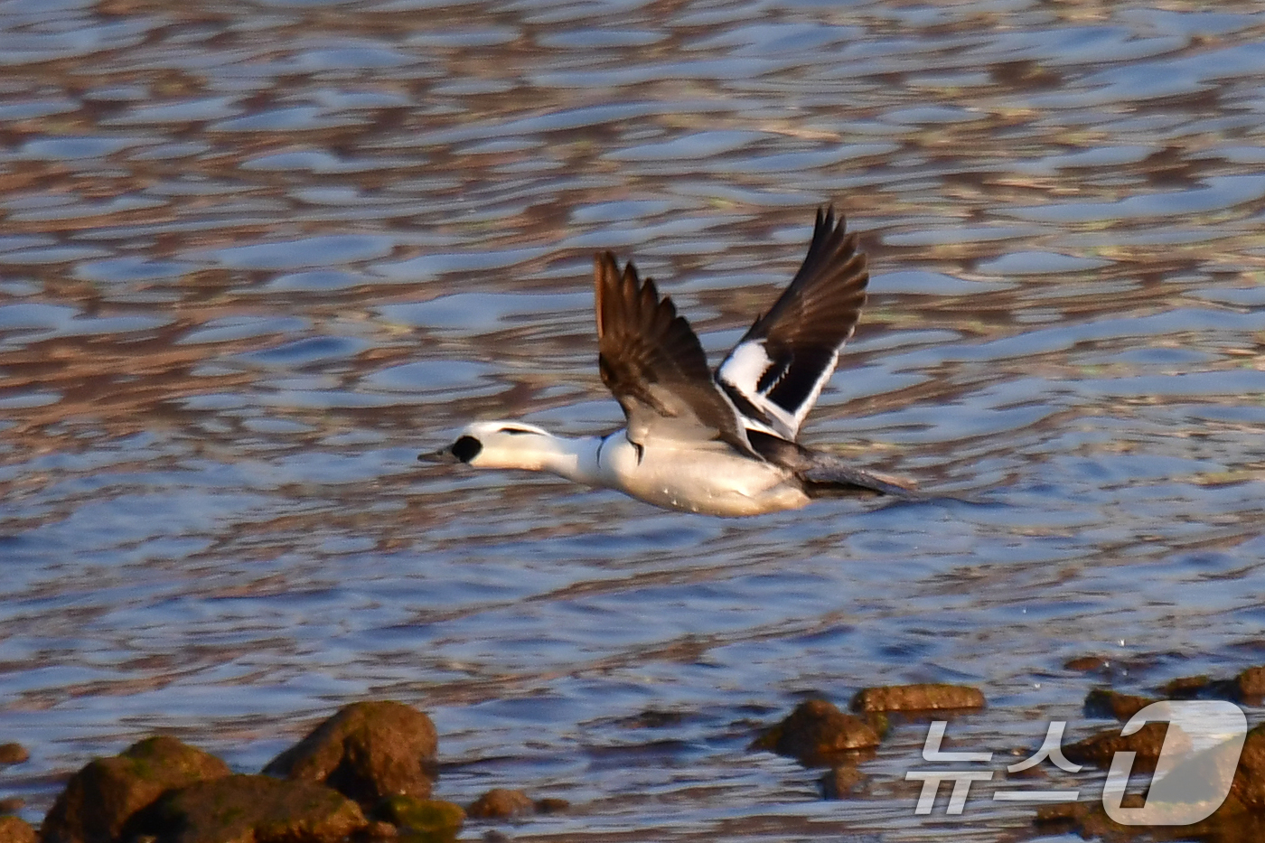 (포항=뉴스1) 최창호 기자 = 11일 오전 경북 포항시 남구 연일읍 형산강에서 흰비오리 한마리가 날아오르고 있다. 2025.2.11/뉴스1