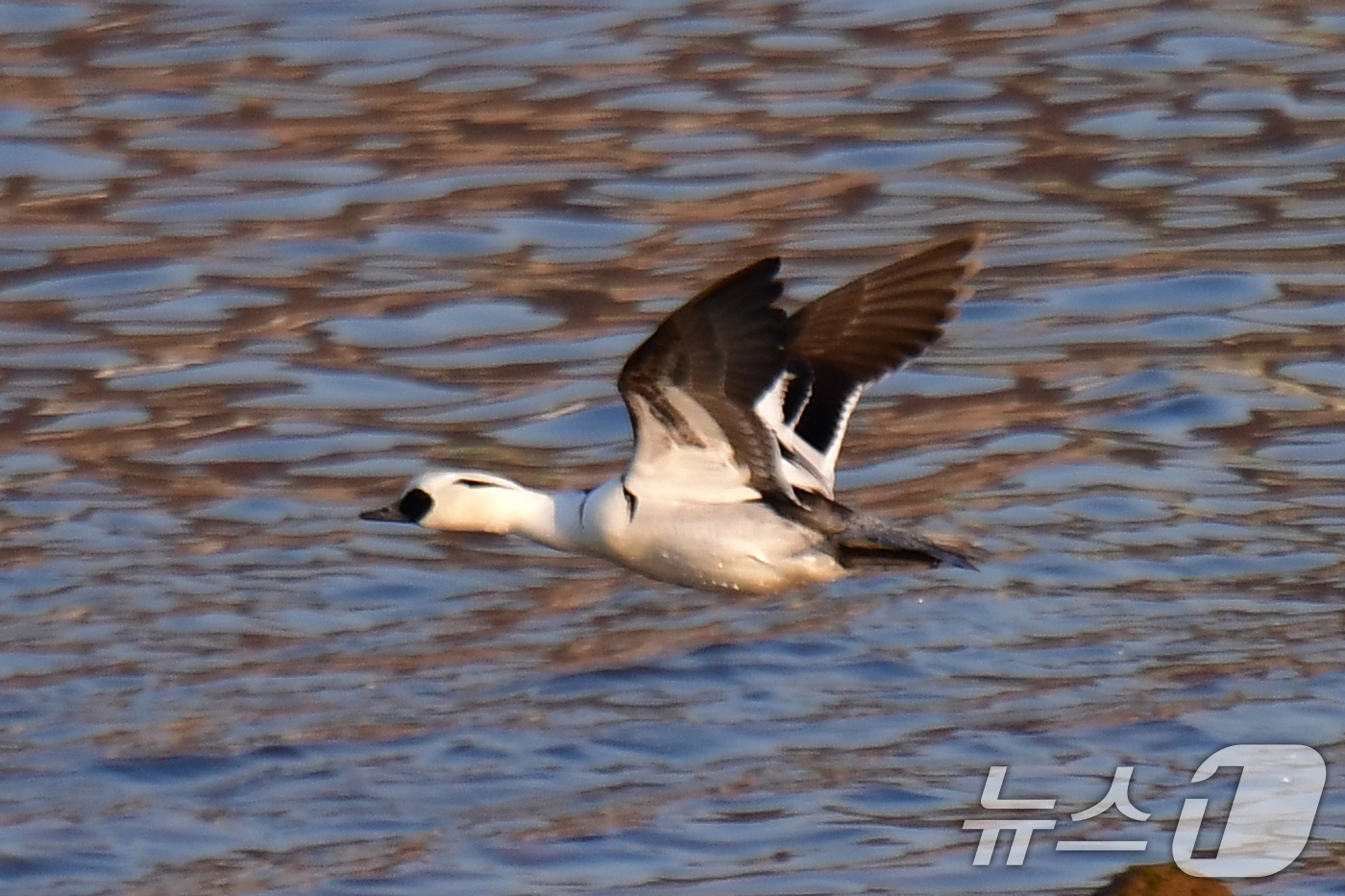 (포항=뉴스1) 최창호 기자 = 11일 오전 경북 포항시 남구 연일읍 형산강에서 흰비오리 한마리가 날아오르고 있다. 2025.2.11/뉴스1