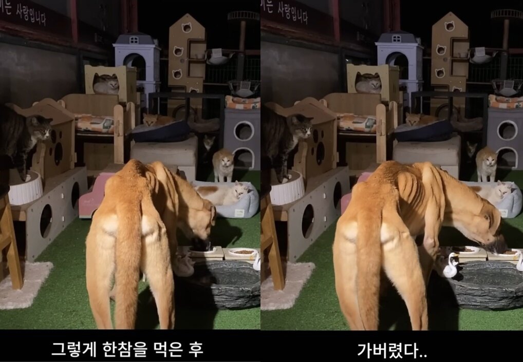 본문 이미지 - (유튜브 채널 '낭만고양이' 갈무리)