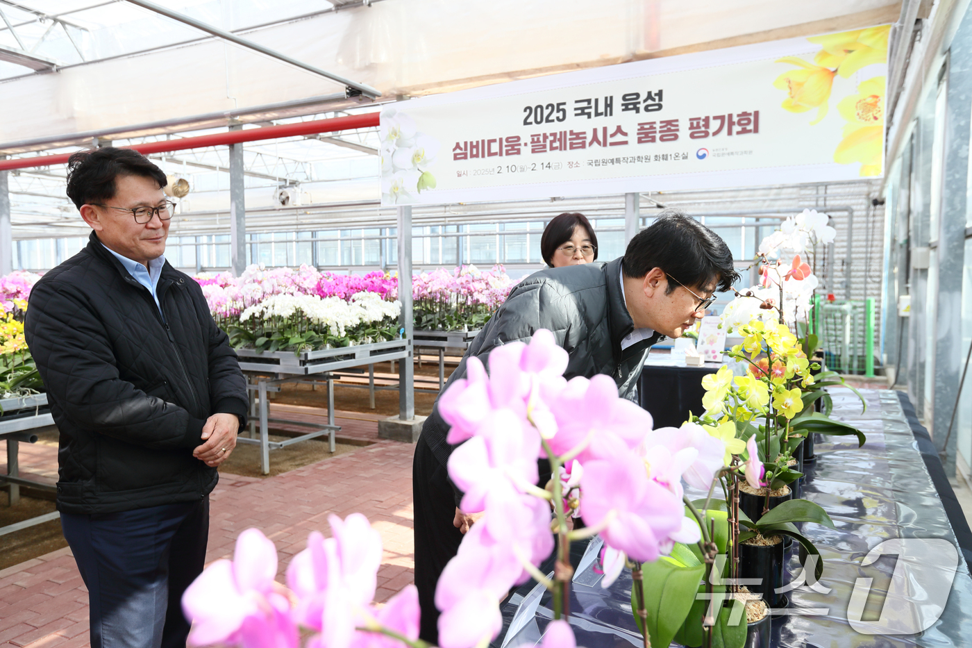 (서울=뉴스1) = 권재한 농촌진흥청장이 11일 전북 완주군 이서면 농촌진흥청 국립원예특작과학원 화훼 온실에서 팔레놉시스(호접란) 품종을 둘러보고 있다. (농촌진흥청 제공) 202 …