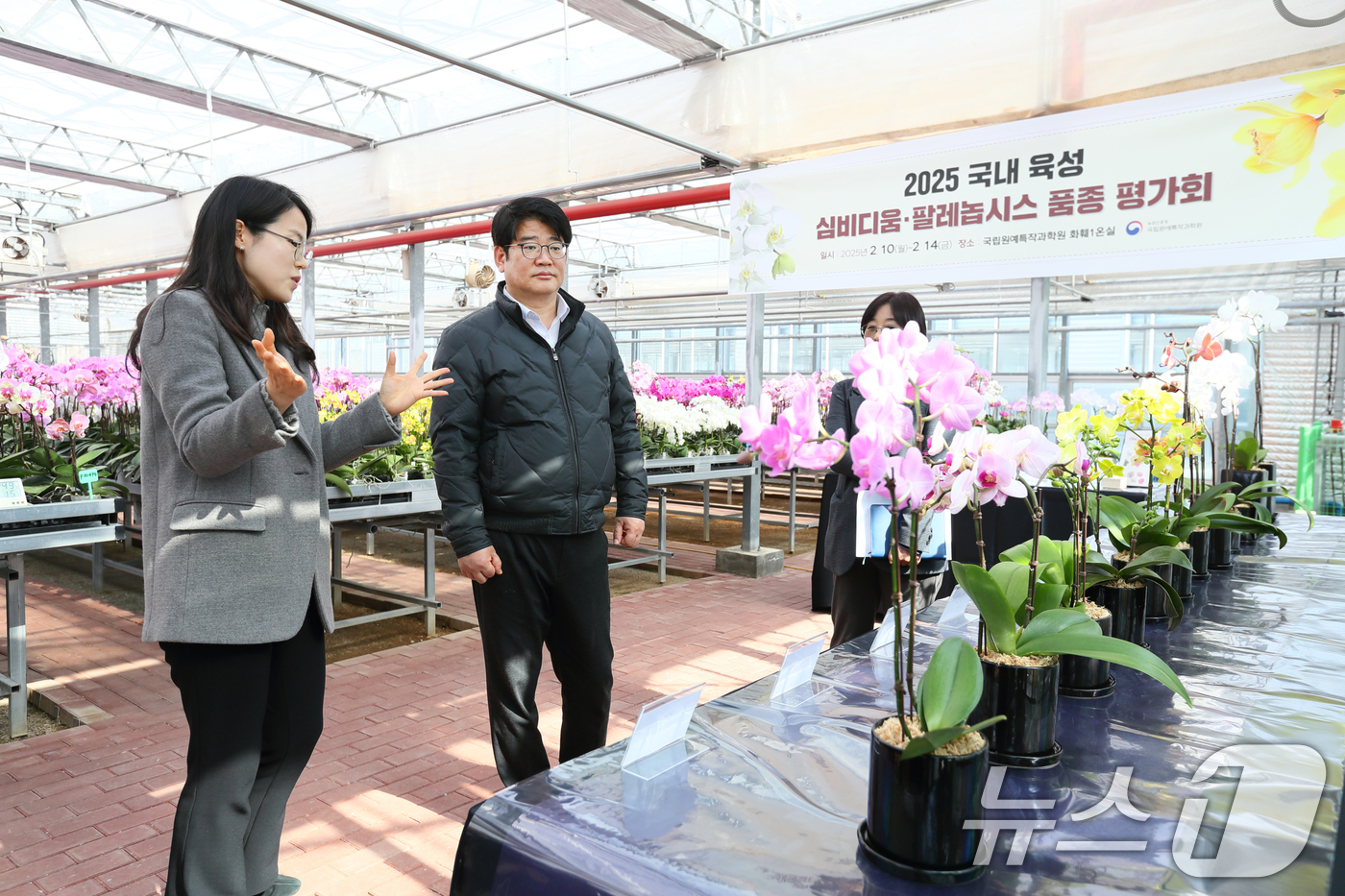 (서울=뉴스1) = 권재한 농촌진흥청장이 11일 전북 완주군 이서면 농촌진흥청 국립원예특작과학원 화훼 온실에서 팔레놉시스(호접란) 품종을 둘러보고 있다. (농촌진흥청 제공) 202 …