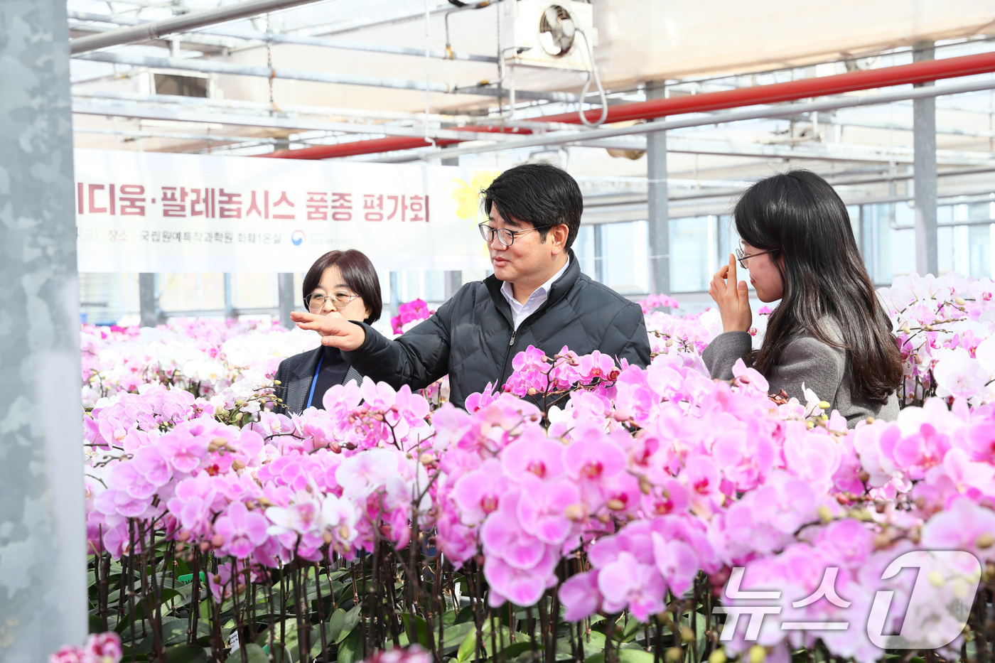(서울=뉴스1) = 권재한 농촌진흥청장이 11일 전북 완주군 이서면 농촌진흥청 국립원예특작과학원 화훼 온실에서 팔레놉시스(호접란) 품종을 둘러보고 있다. (농촌진흥청 제공) 202 …
