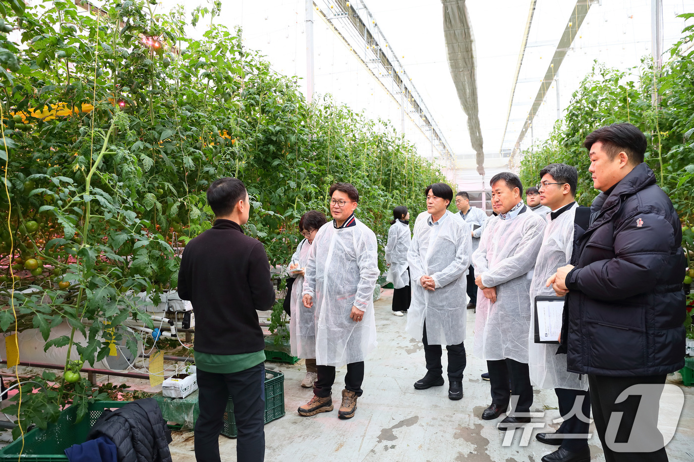 (서울=뉴스1) = 김명수 농촌진흥청 국립원예특작과학원장이 12일 충남 논산의 토마토 재배 농가를 찾아 순환식 수경재배 기술 적용 상황을 점검하고 있다. (농촌진흥청 제공. 재판매 …