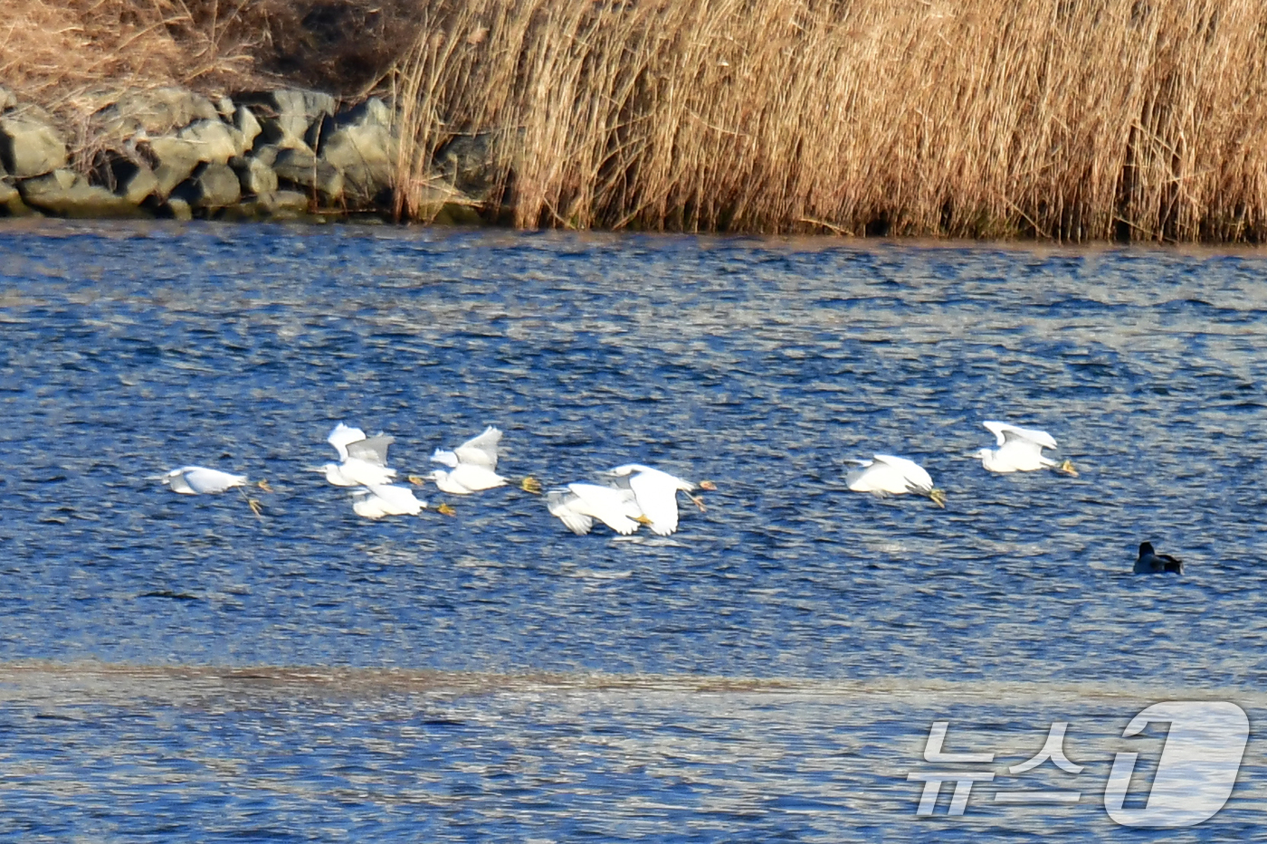 (포항=뉴스1) 최창호 기자 = 13일 오전 경북 포항시 남구 연일읍 형산강 위로 여름새인 백로들이 무리지어 날아가고 있다. 2025.2.13/뉴스1