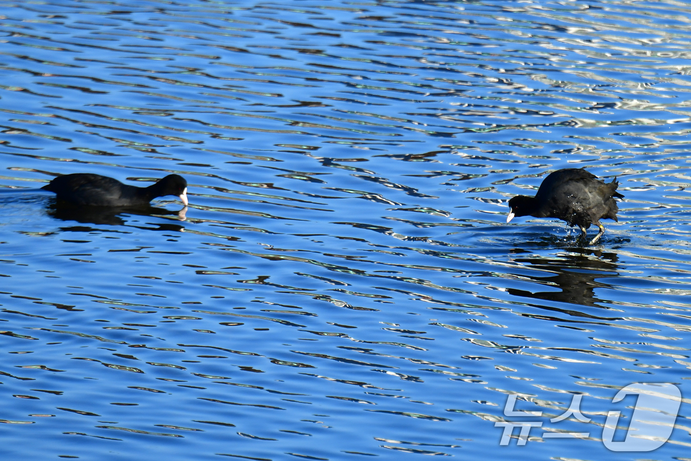 (포항=뉴스1) 최창호 기자 = 13일 오전 경북 포항시 남구 연일읍 형산강에서 물닭들이 먹잇감을 찾고 있다. 2025.2.13/뉴스1