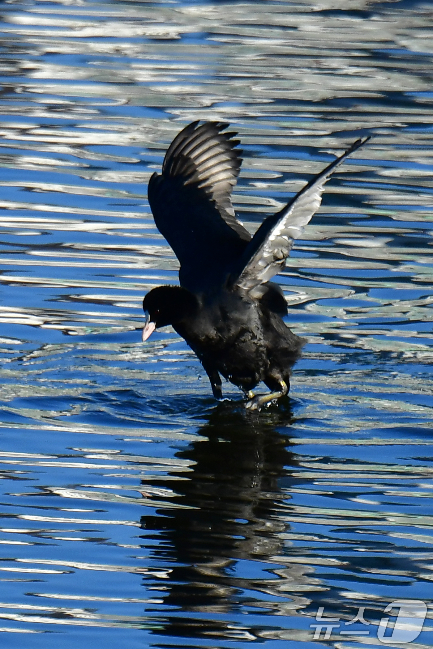 (포항=뉴스1) 최창호 기자 = 13일 오전 경북 포항시 남구 연일읍 형산강에서 물닭 한마리가 힘찬 날개짓을 하고 있다. 2025.2.13/뉴스1