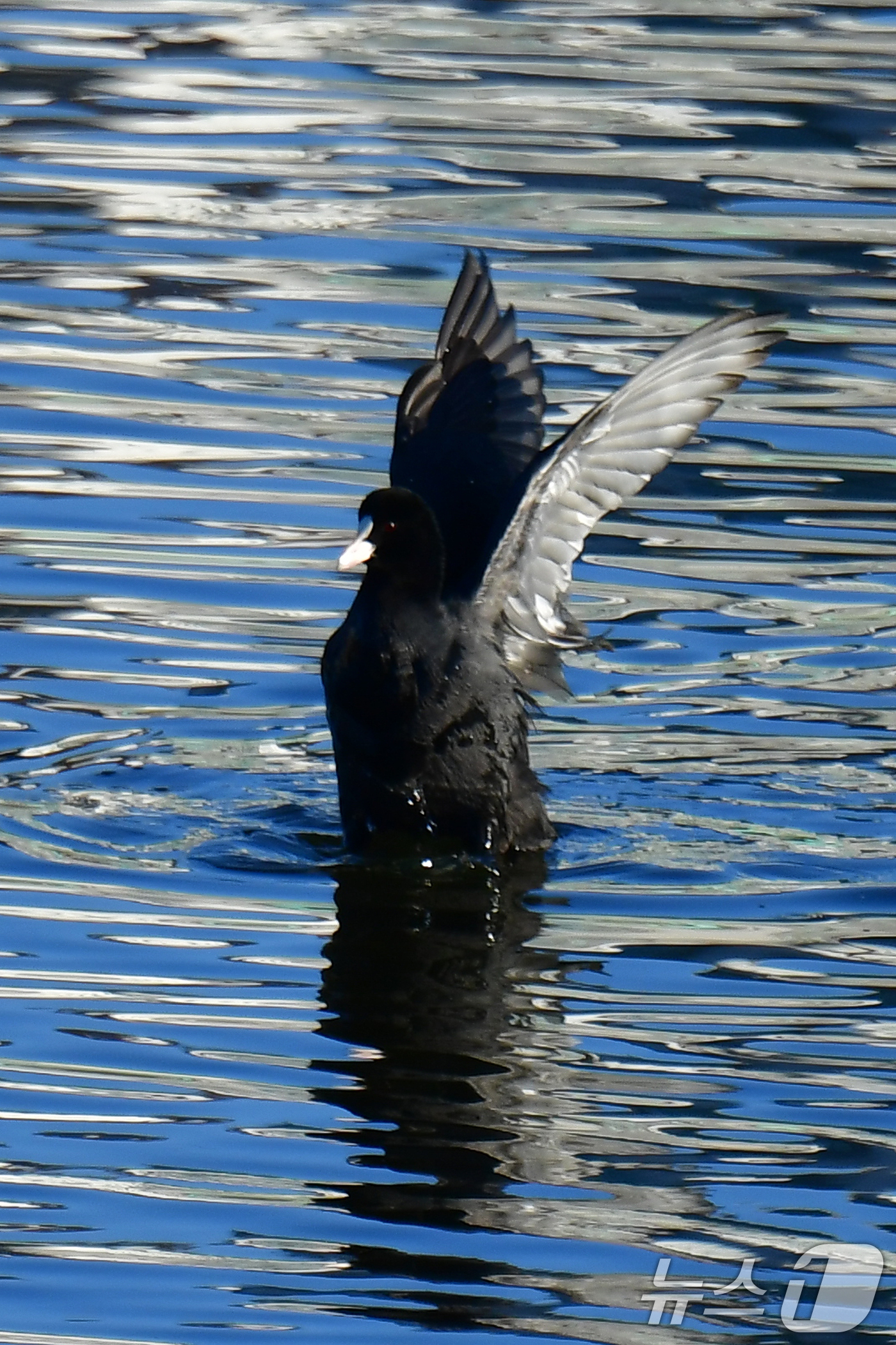 (포항=뉴스1) 최창호 기자 = 13일 오전 경북 포항시 남구 연일읍 형산강에서 물닭 한마리가 힘찬 날개짓을 하고 있다. 2025.2.13/뉴스1