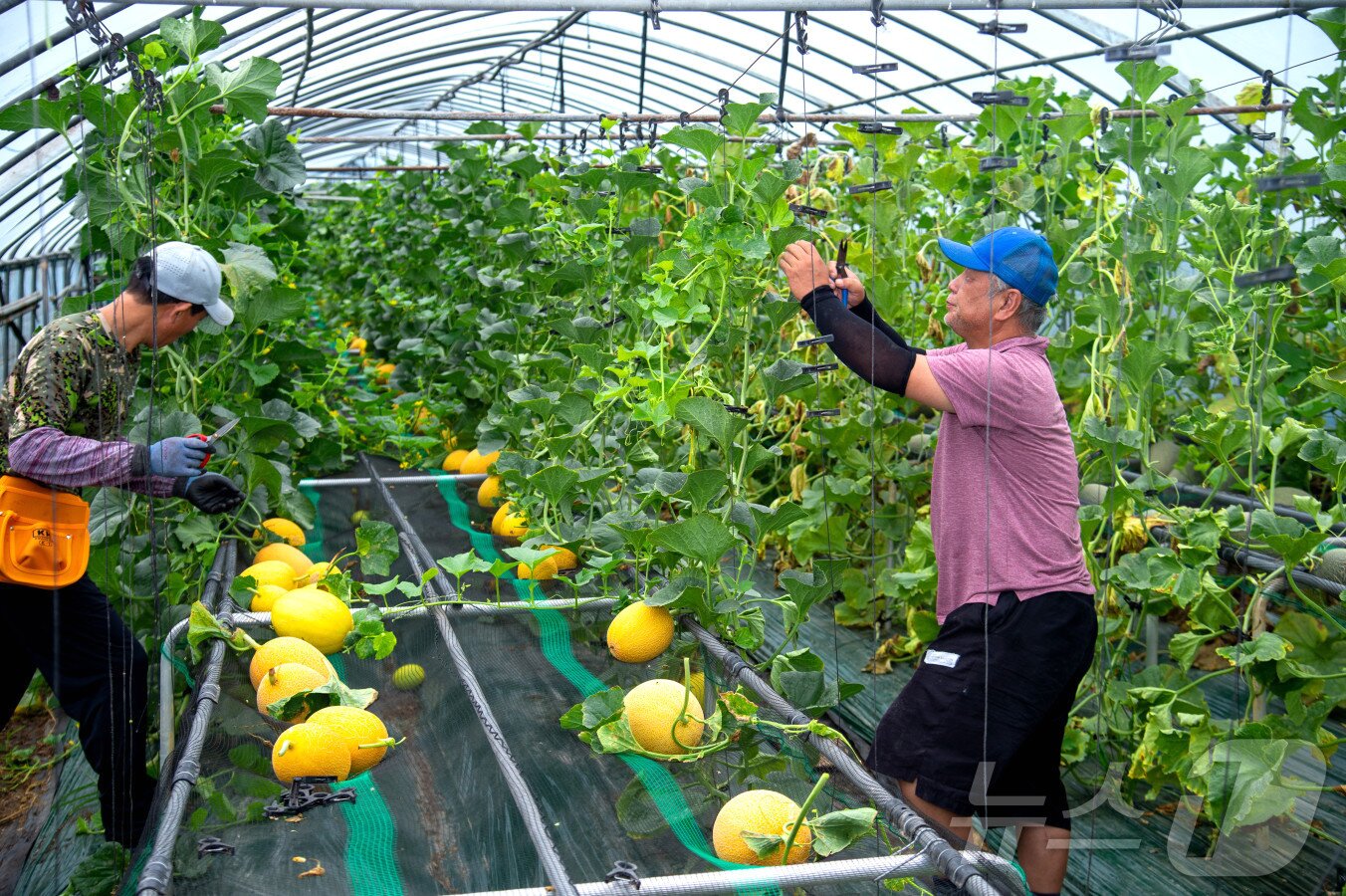 본문 이미지 - 제천지역 농가에서 성공적으로 재배된 이색과일 '듸냐' 재배(제천시 제공. 재판매 및 DB금지)/뉴스1 