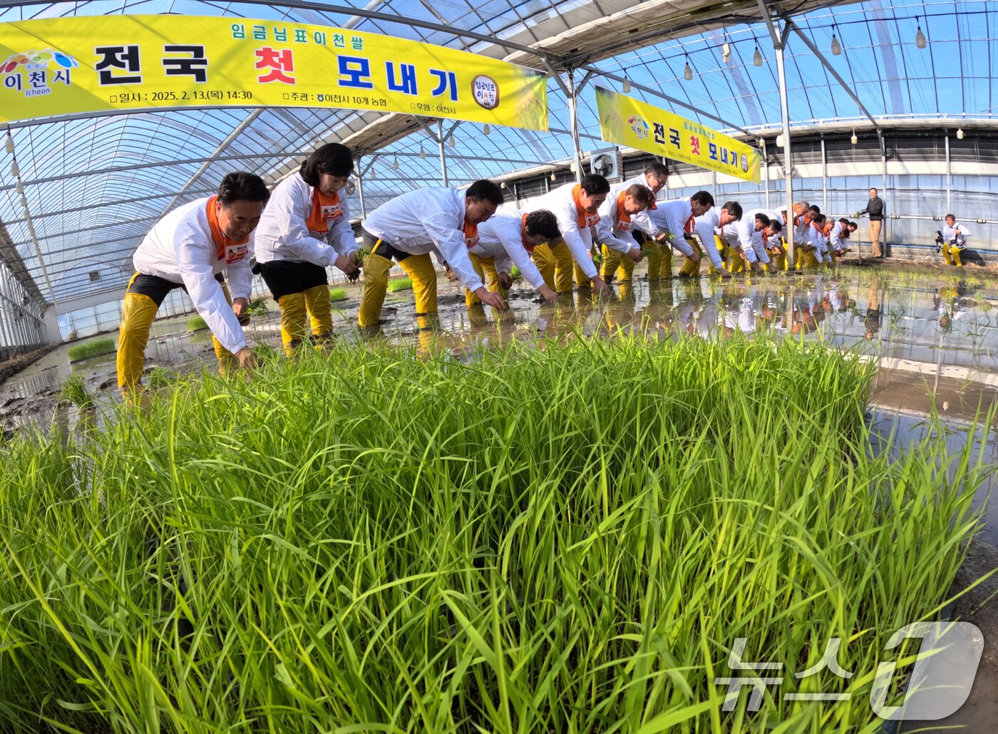 본문 이미지 - 13일 오후 경기 이천시 호법면 한 비닐하우스 논에서 열린 &#39;전국 첫 모내기&#39; 행사에서 참석자들이 올해 첫 모내기를 하고 있다. &#40;공동취재&#41; 2025.2.13/뉴스1 ⓒ News1 김영운 기자