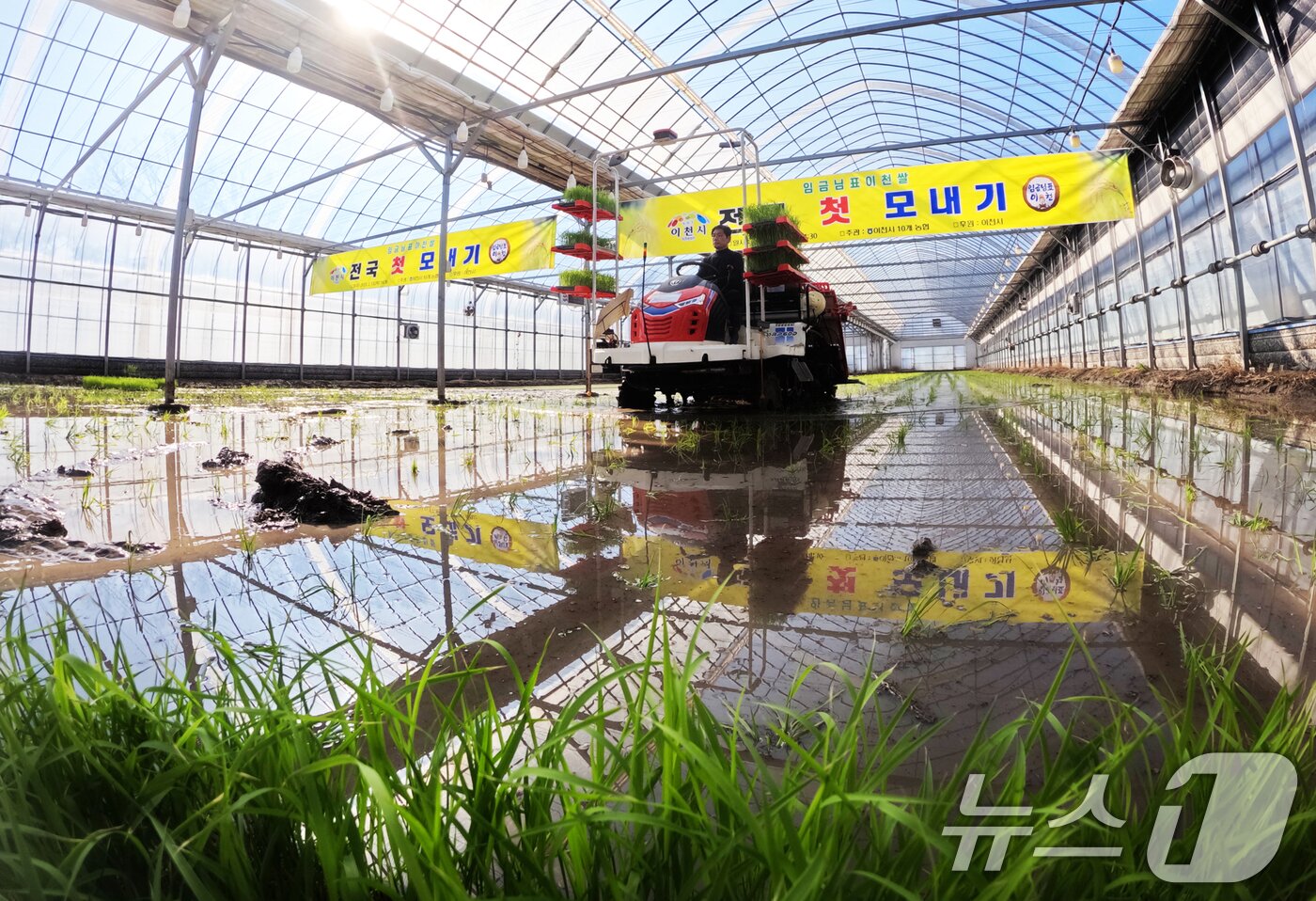 본문 이미지 - 13일 오후 경기 이천시 호법면 한 비닐하우스 논에서 열린 &#39;전국 첫 모내기&#39; 행사에서 참석자가 이앙기로 모내기를 하고 있다. 이날 모내기에 사용된 벼 품종은 진광벼로 6월에 수확 예정이다. &#40;공동취재&#41; 2025.2.13/뉴스1 ⓒ News1 김영운 기자