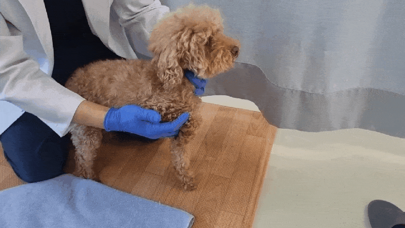 본문 이미지 - 파행 증상으로 부천이지동물의료센터에 방문한 보리(가명)가 상완이두근 스트레칭 검사에서 통증을 나타내고 있다. (부천이지동물의료센터 제공) ⓒ 뉴스1