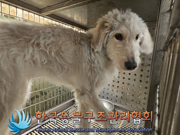 본문 이미지 - 유기동물 보호소에 입소 당시 벨라의 모습 &#40;사진 동물보호관리시스템&#41; ⓒ 뉴스1