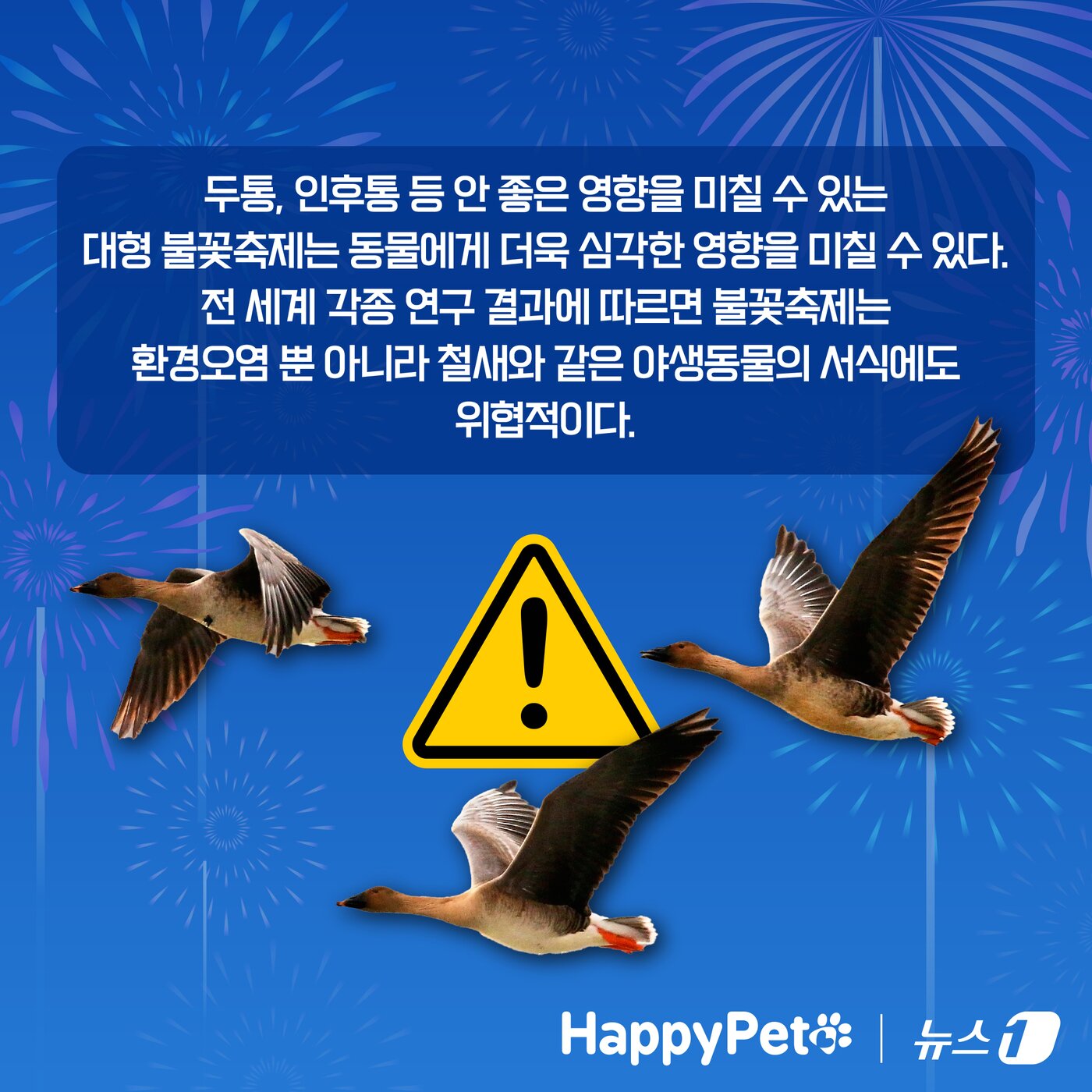 본문 이미지 - 불꽃놀이 펫카드 ⓒ 뉴스1