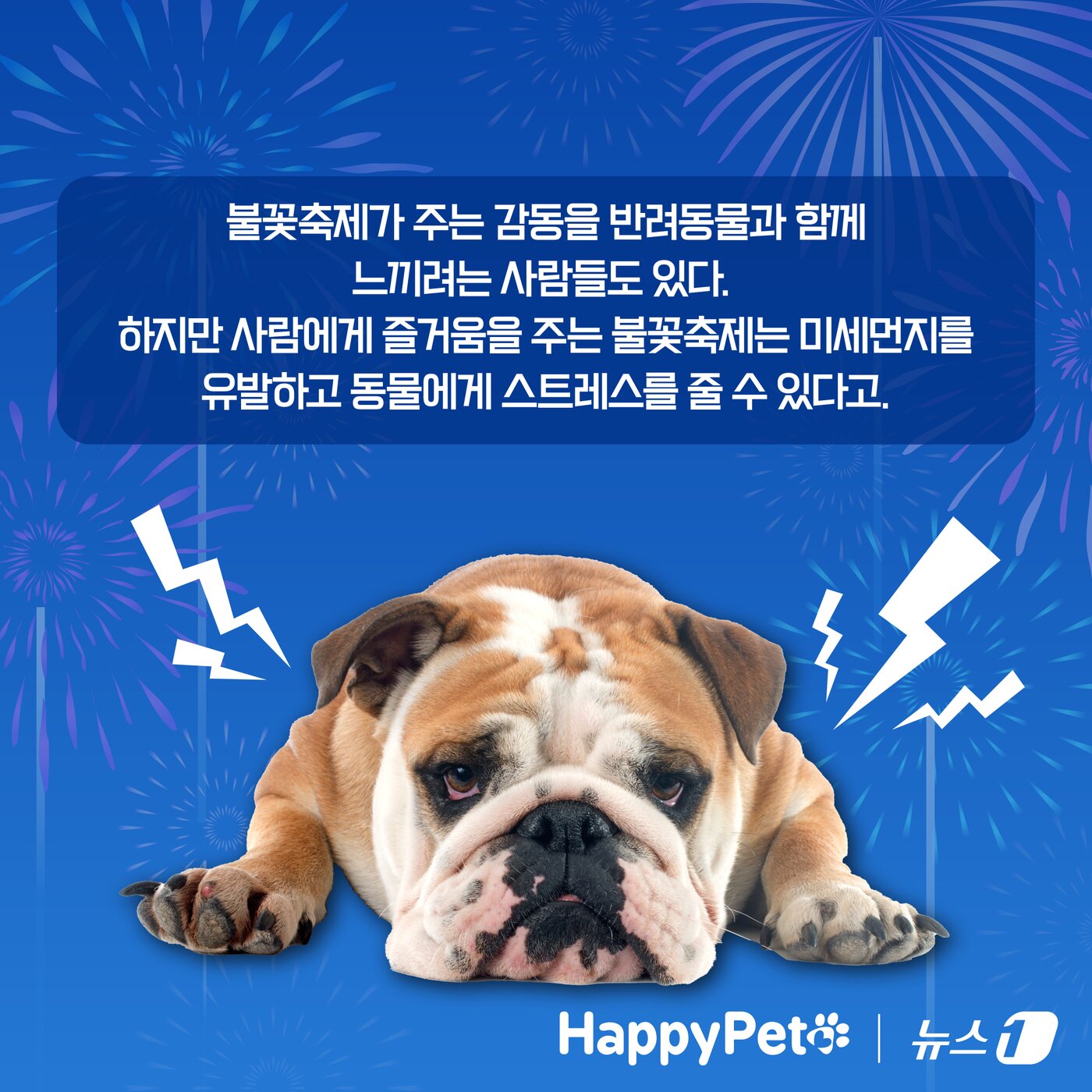 본문 이미지 - 불꽃놀이 펫카드 ⓒ 뉴스1