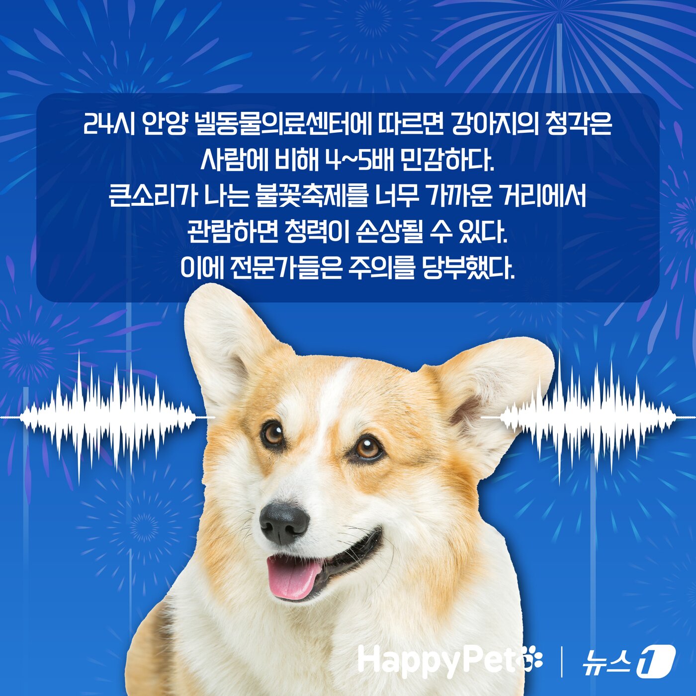 본문 이미지 - 불꽃놀이 펫카드 ⓒ 뉴스1