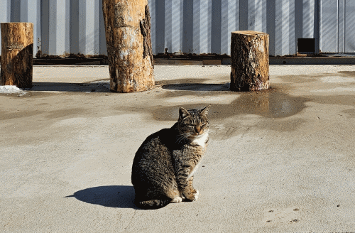 본문 이미지 - 선재도 고양이 ⓒ 뉴스1