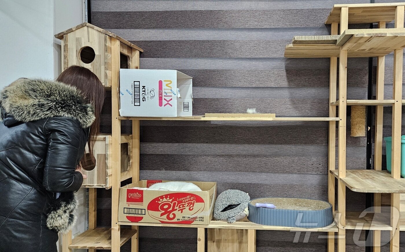 본문 이미지 - 선재낚시공원 사무실에 설치된 캣타워 ⓒ 뉴스1