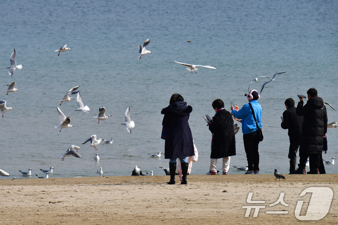 (포항=뉴스1) 최창호 기자 = 16일 오후 경북 포항시 북구 영일대해수욕장에서 갈매기들이 관광객들이 던져주는 새우맛 과자를 받아먹기 위해 모여들고 있다. 2025.2.16/뉴스1 …