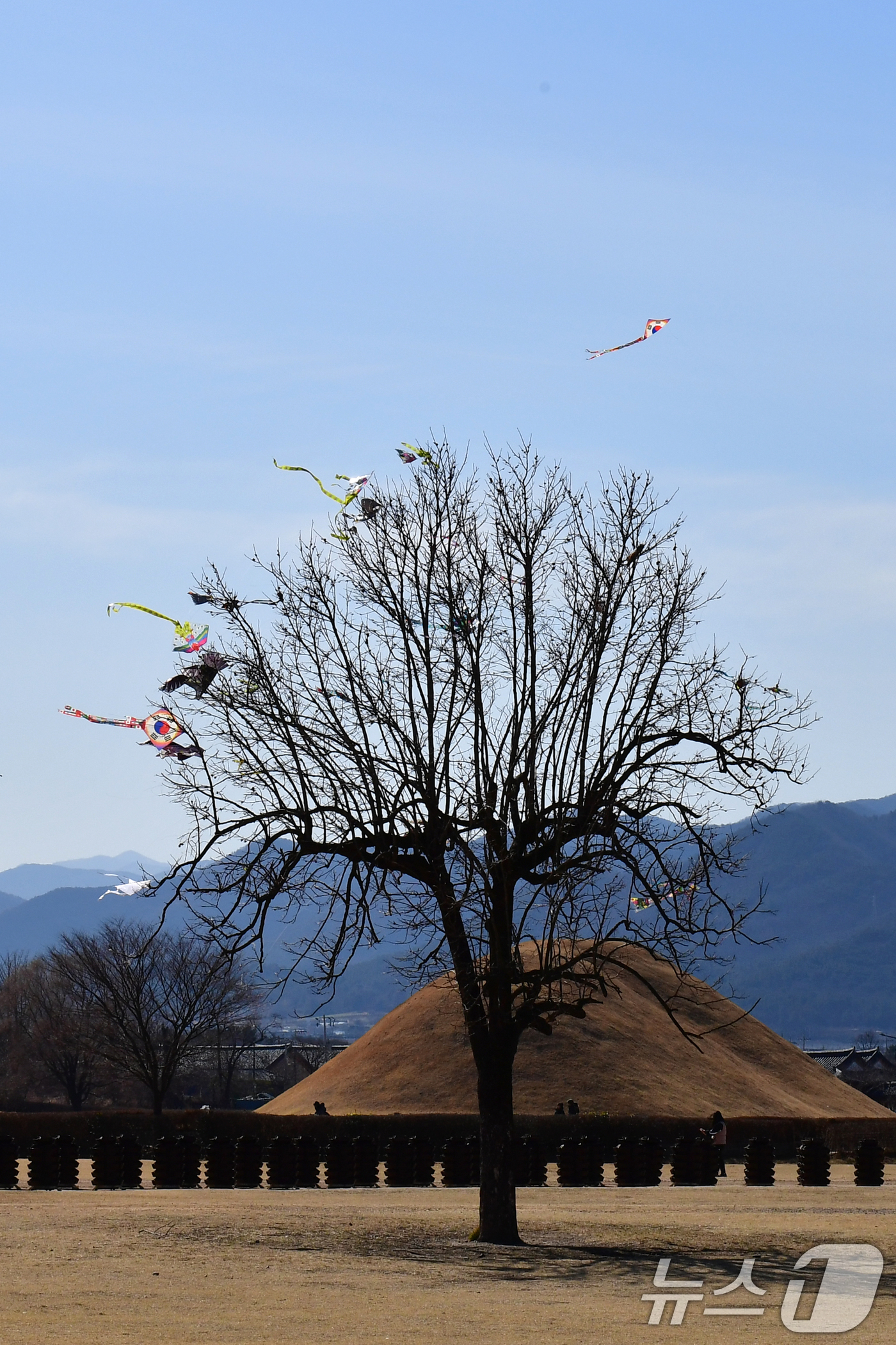 (경주=뉴스1) 최창호 기자 = 17일 오후 경북  경주시 동부사적지 잔디 밭에 있는 나뭇가지에 다양한 모양의 연들이 걸려 있다. 2025.2.17/뉴스1