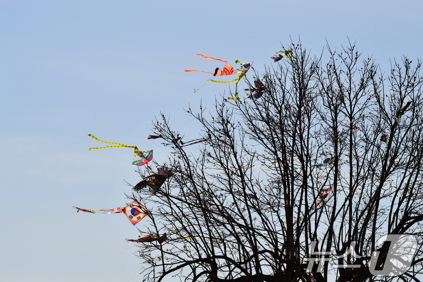 (경주=뉴스1) 최창호 기자 = 17일 오후 경북  경주시 동부사적지 잔디 밭에 있는 나뭇가지에 다양한 모양의 연들이 걸려 있다. 2025.2.17/뉴스1