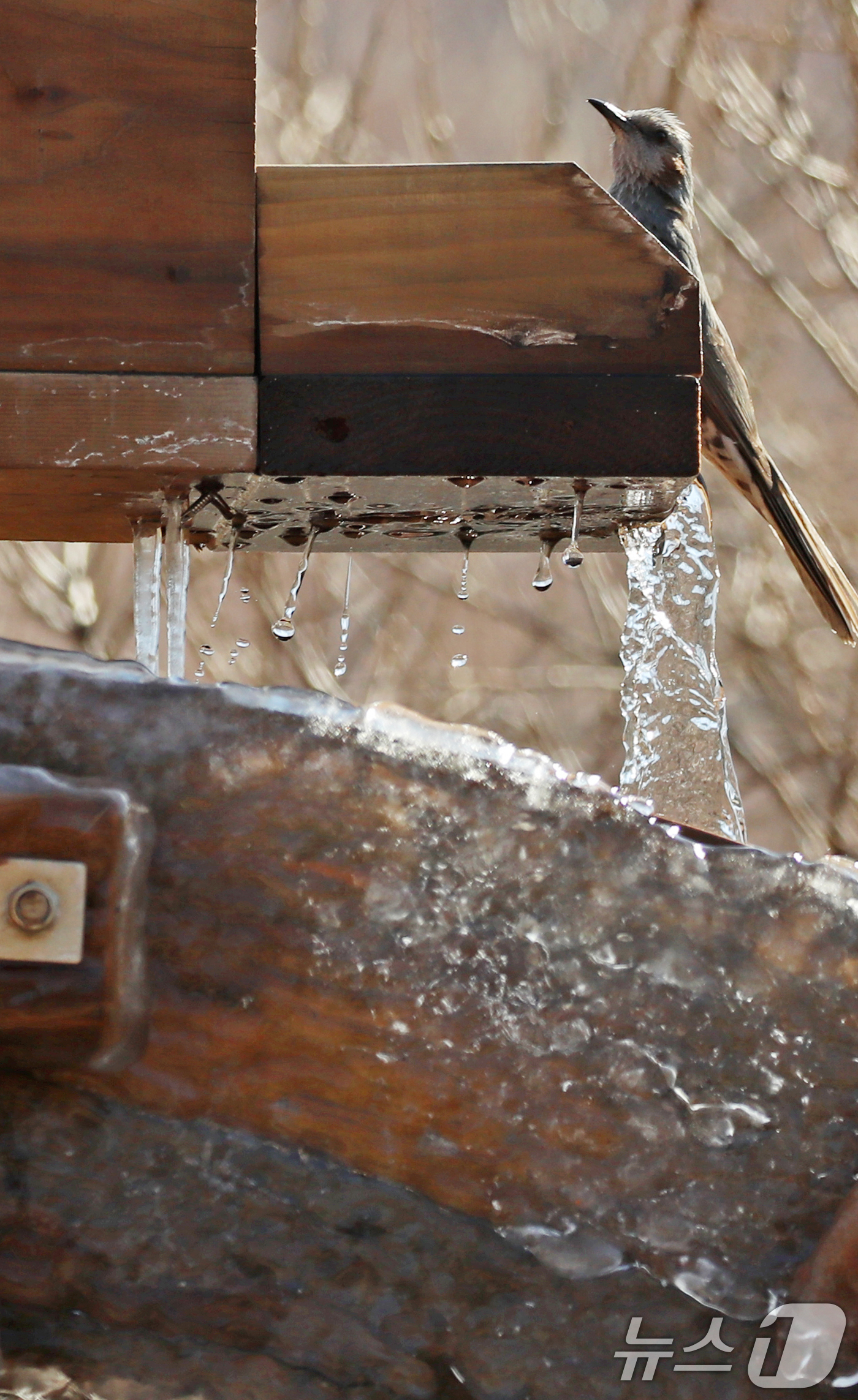 (부산=뉴스1) 윤일지 기자 = 얼었던 대동강도 풀린다는 절기 '우수(雨水)'인 18일 부산 남구 대연수목전시원에서 직박구리가 물레방아에 언 얼음 뒤로 흐르는 물을 마시고 있다. …