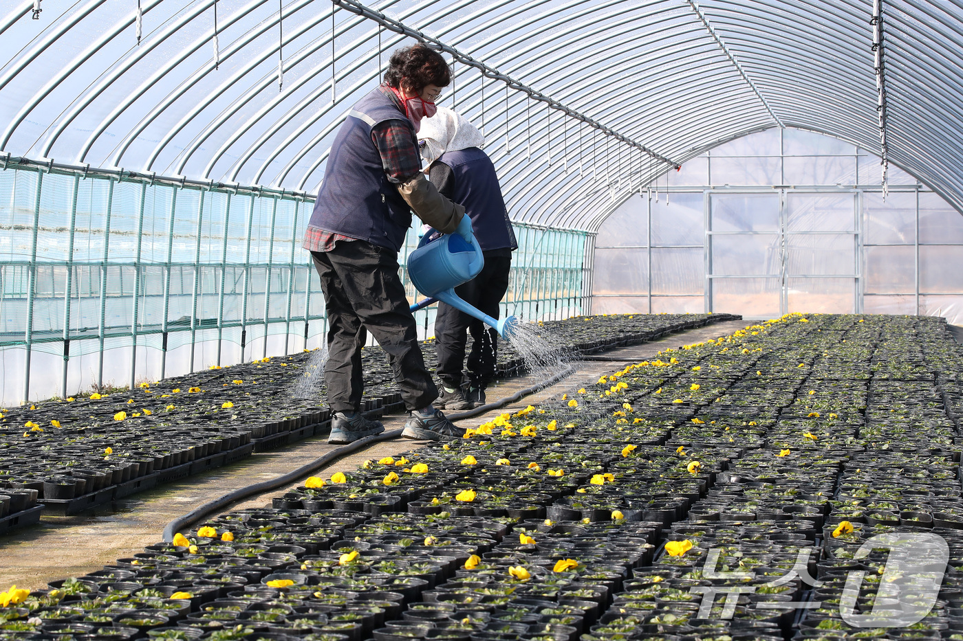 (대구=뉴스1) 공정식 기자 = 19일 오전 대구 달서구 대천동 대구수목원 양묘장 비닐하우스에서 직원들이 아직 꽃을 피우지 못한 팬지 화분에 물을 뿌리고 있다.양묘장 관계자는 "올 …