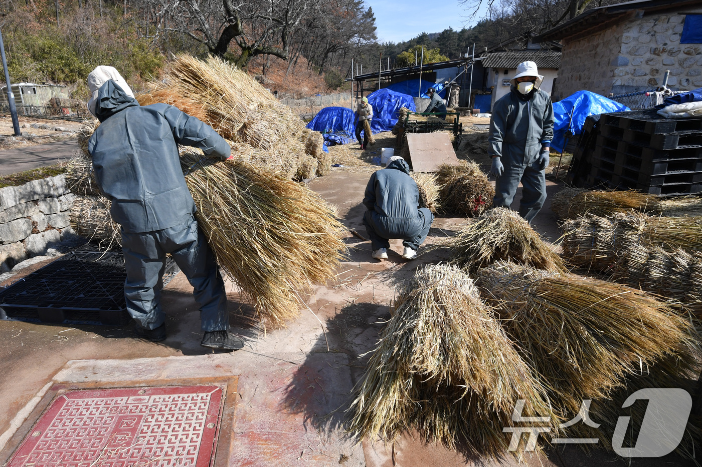 (경주=뉴스1) 최창호 기자 = 절기상 입춘(立春) 을 하루 앞둔 2일 경북 경주시 양동 민속마을에서 주민들이 초가 지붕에 사용할 이엉을 준비하고 있다. 2025.2.2/뉴스1