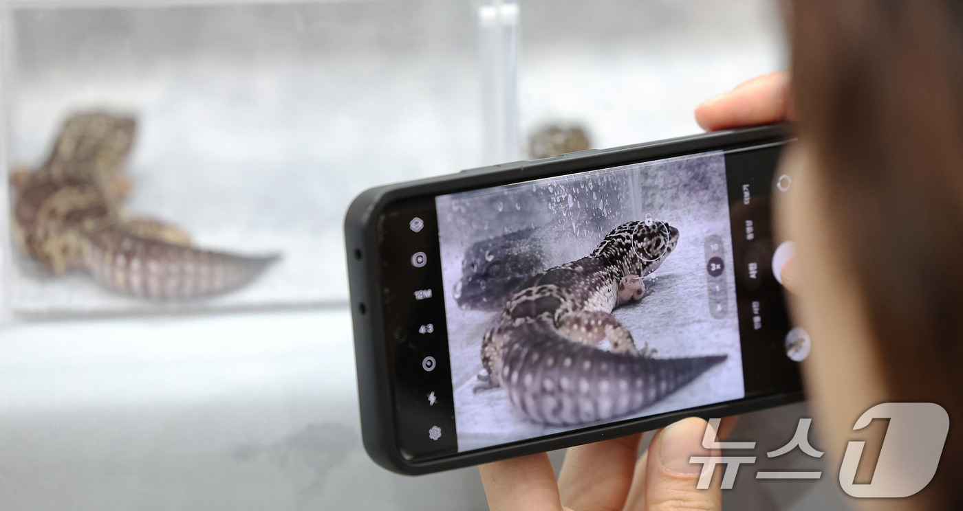 (서울=뉴스1) 장수영 기자 = 2일 오후 서울 서초구 aT센터에서 열린 서울 K렙타일페어를 찾은 관람객이 도마뱀붙이(게코)를 살펴보고 있다. 2025.2.2/뉴스1