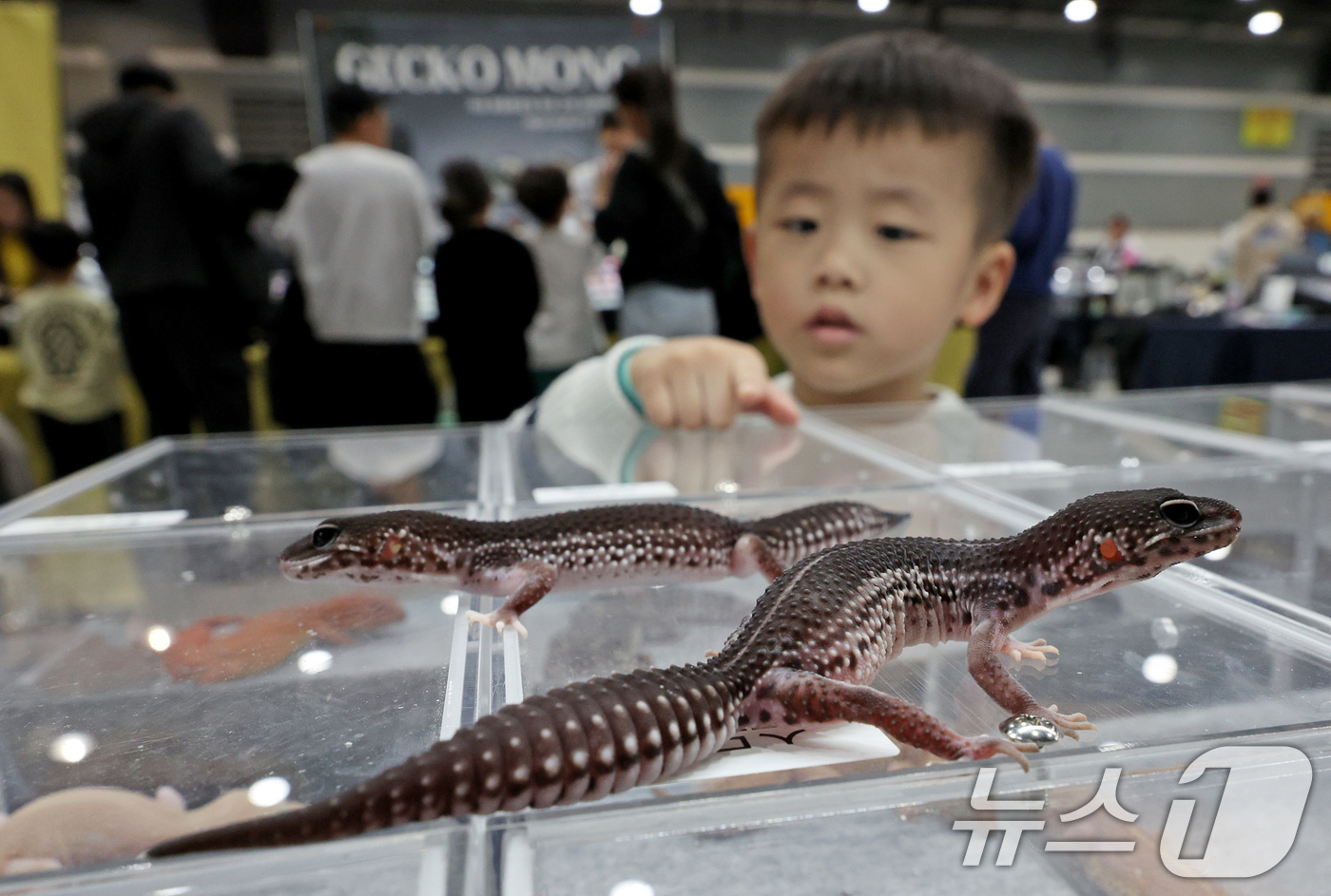 (서울=뉴스1) 장수영 기자 = 2일 오후 서울 서초구 aT센터에서 열린 서울 K렙타일페어를 찾은 어린이가 도마뱀붙이(게코)를 구경하고 있다. 2025.2.2/뉴스1