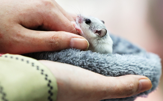 "저승길 보냈다"…햄스터 강제합사·학대 생중계 누리꾼 수사 착수
