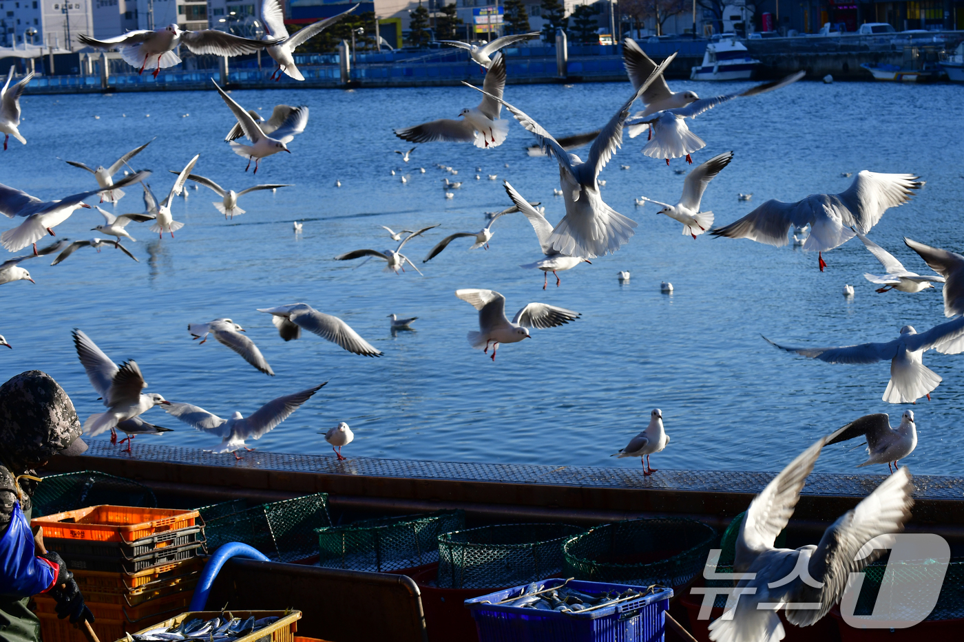 (포항=뉴스1) 최창호 기자 = 20일 오전 경북 포항시 죽도어시장 위판장에서 갈매기들이 배에 있는 생선을 훔쳐 먹기 위해 모여들고 있다. 2025.2.20/뉴스1