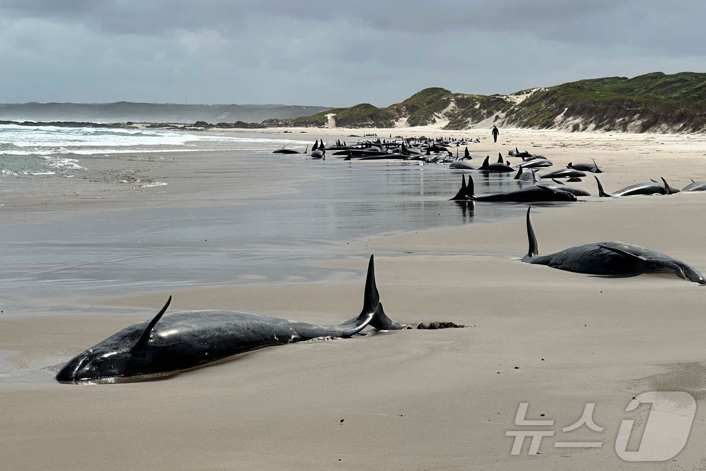 본문 이미지 - 19일(현지시간) 호주 태즈매이니아섬 해변에 흑범고래가 좌초돼 있다. ⓒ AFP=뉴스1