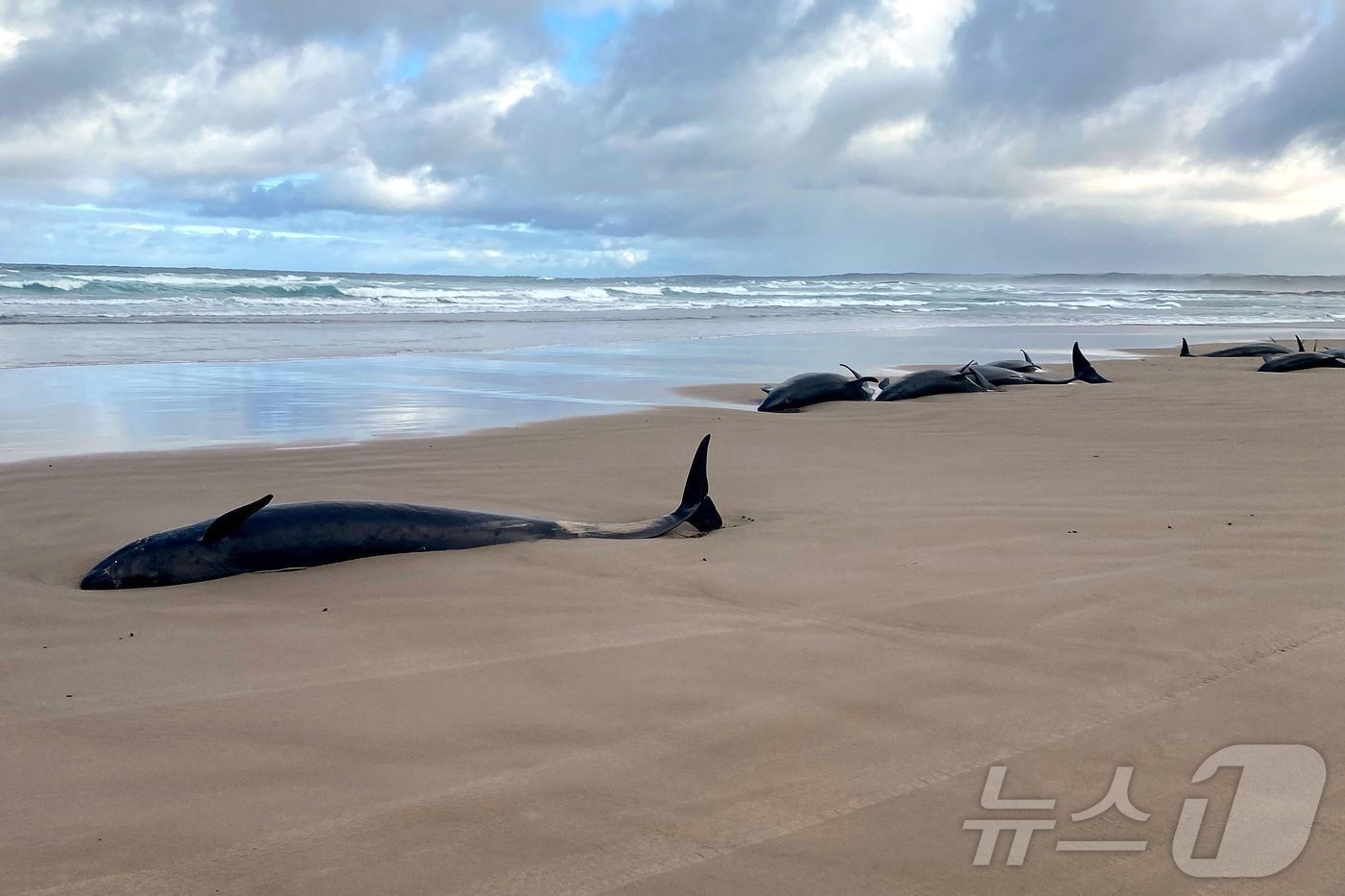 본문 이미지 - 19일(현지시간) 호주 태즈매이니아섬 해변에 흑범고래가 좌초돼 있다. ⓒ AFP=뉴스1