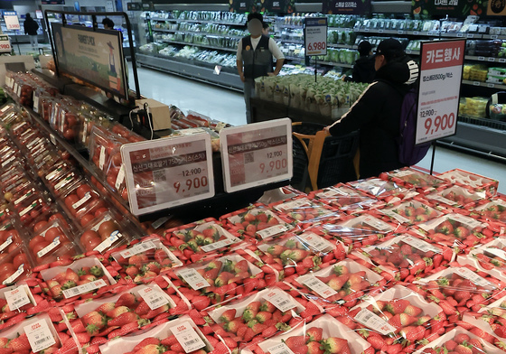 농진청 "점박이응애 초기에 안 잡으면 딸기 수확 감소"…초기 방제 당부