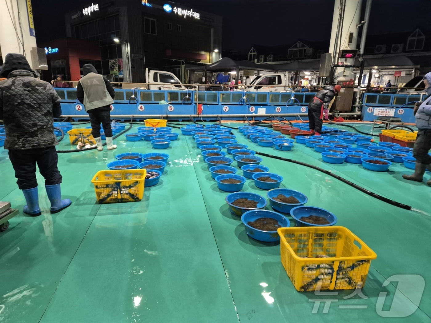 (강릉=뉴스1) 윤왕근 기자 = 21일 새벽 강원 동해안 대표 어항(漁港)인 강릉시 주문진읍 주문진항에서 어민들이 경매 준비에 한창이다. 2025.2.21/뉴스1
