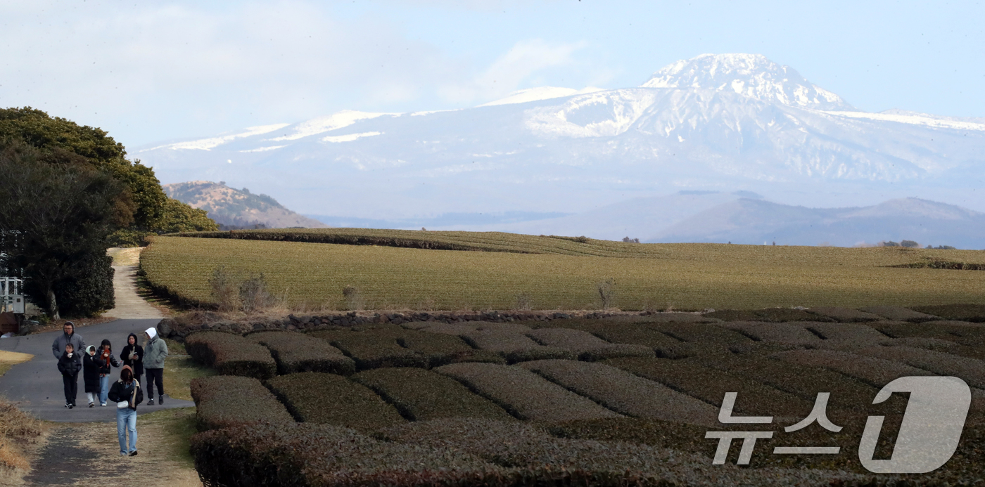 (서귀포=뉴스1) 오현지 기자 = 21일 오후 제주 서귀포시 언덕면 오설록 녹차밭을 찾은 관광객들이 눈 쌓인 한라산을 배경으로 막바지 겨울 정취를 즐기고 있다. 2025.2.21/ …