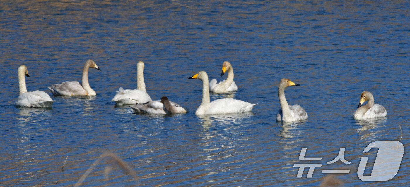 본문 이미지 - 22일 오후 경북 포항시 북구 흥해읍 곡강생태하천에서 천연기념물 201호 큰고니들이 주변을 살피고 봄볕을 쬐고 있다. 2025.2.22/뉴스1 ⓒ News1 최창호 기자