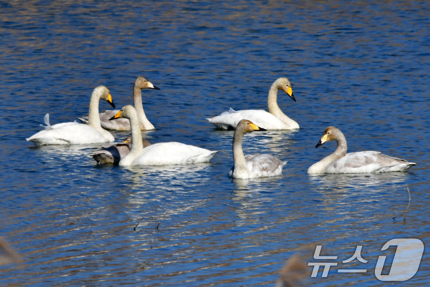 본문 이미지 - 22일 오후 경북 포항시 북구 흥해읍 곡강생태하천에서 천연기념물 201호 큰고니들이 노닐고 있다. 2025.2.22/뉴스1 ⓒ News1 최창호 기자
