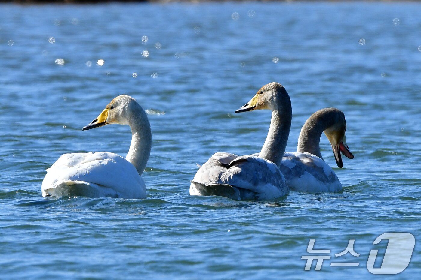 본문 이미지 - 22일 오후 경북 포항시 북구 흥해읍 곡강생태하천에서 천연기념물 201호 큰고니들이 주변을 살피고 있다. 2025.2.22/뉴스1 ⓒ News1 최창호 기자