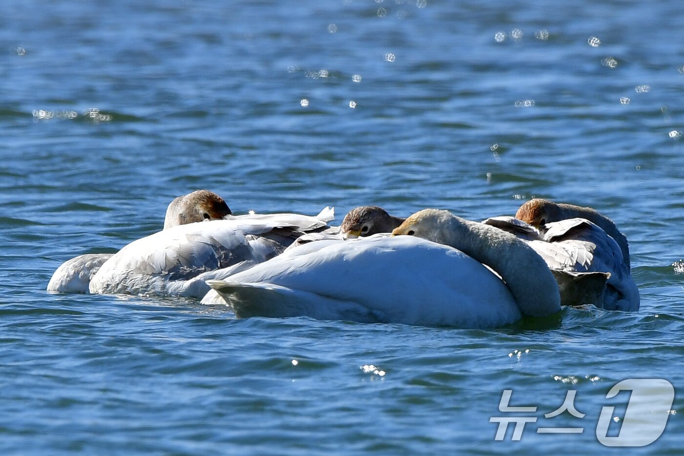 본문 이미지 - 22일 오후 경북 포항시 북구 흥해읍 곡강생태하천에서 천연기념물 201호 큰고니들이 낮잠을 청하고 있다. 2025.2.22/뉴스1 ⓒ News1 최창호 기자