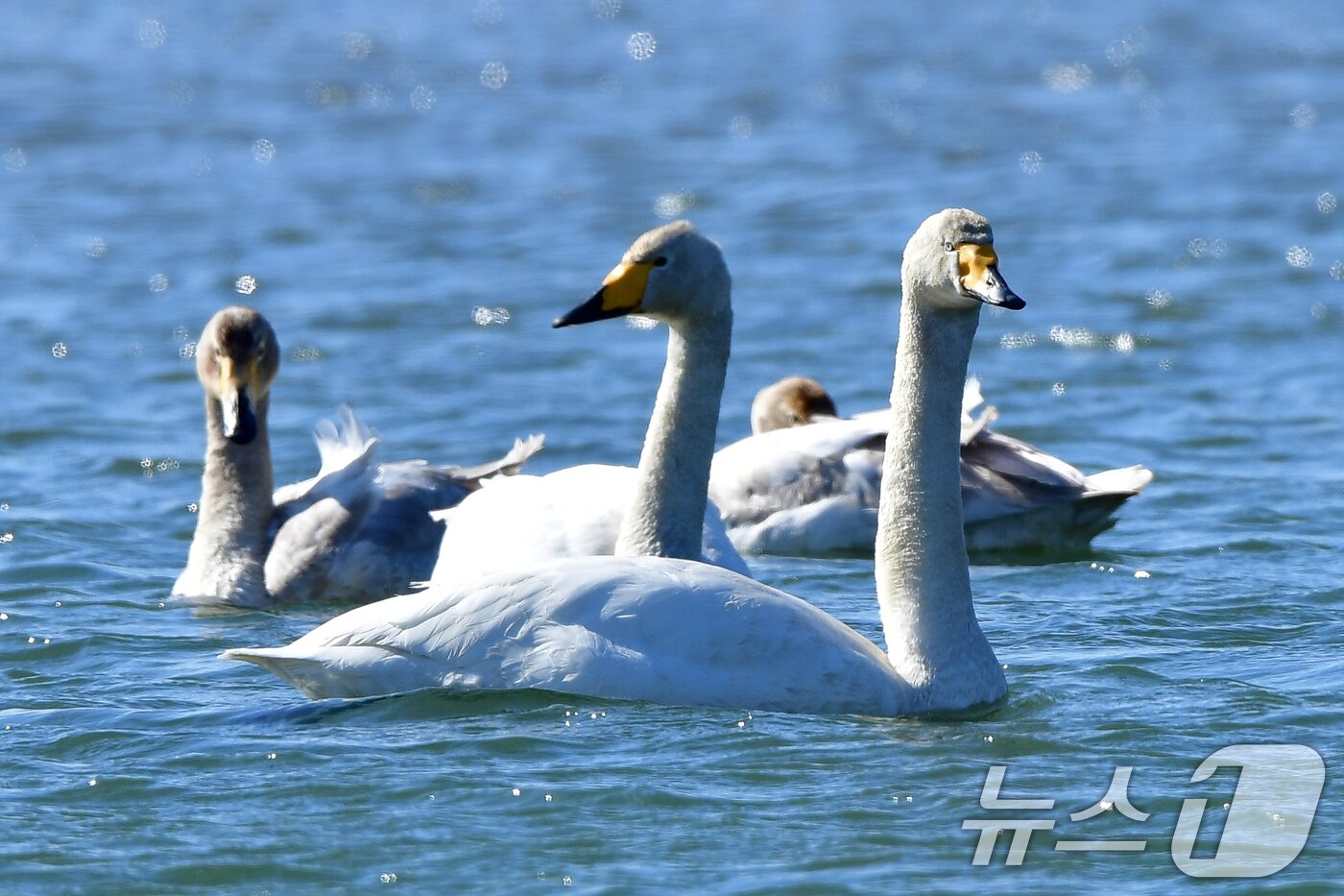 본문 이미지 - 22일 오후 경북 포항시 북구 흥해읍 곡강생태하천에서 천연기념물 201호 큰고니들이 먹잇감을 찾아 다니고 있다. 2025.2.22/뉴스1 ⓒ News1 최창호 기자