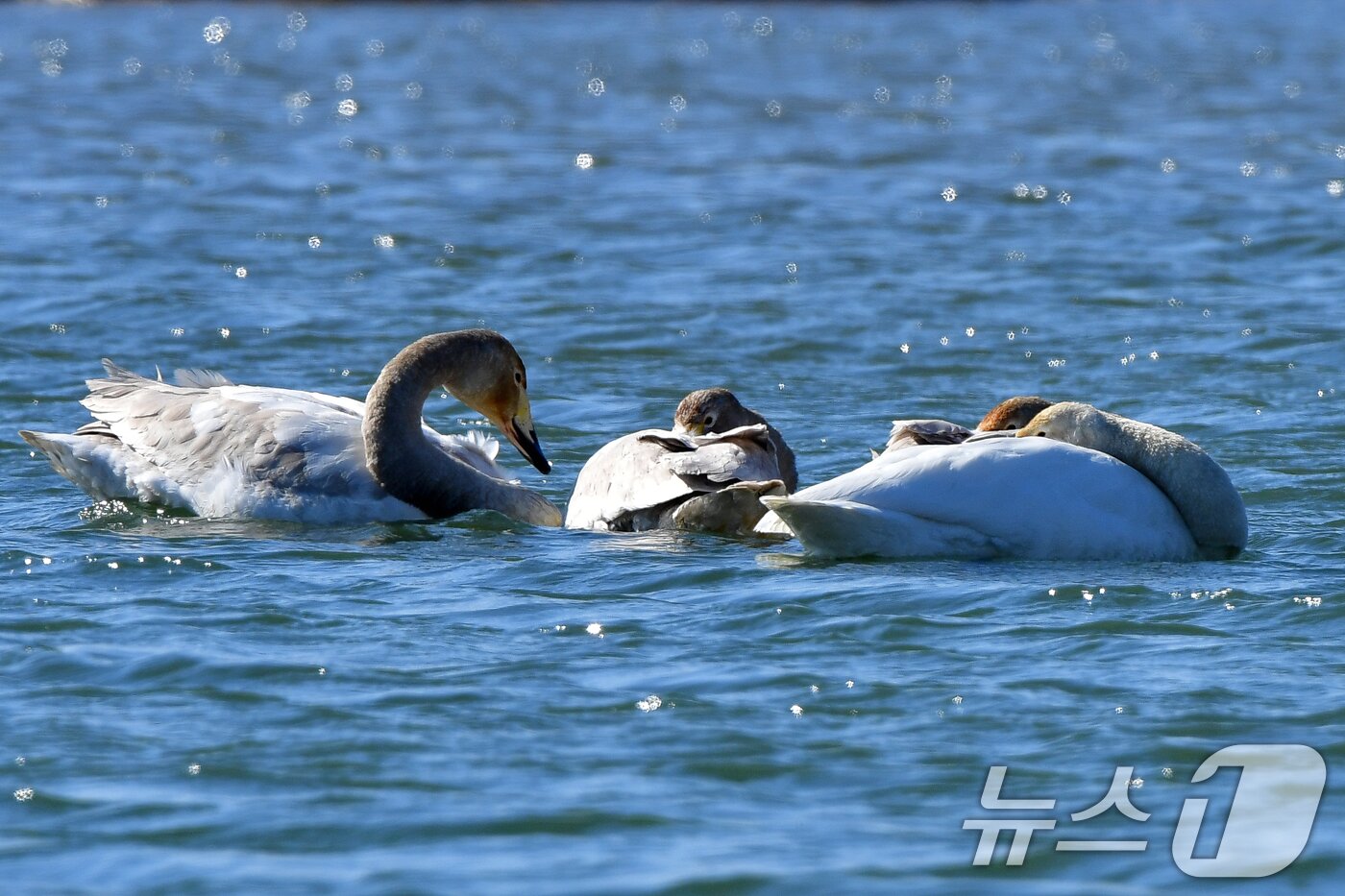 본문 이미지 - 22일 오후 경북 포항시 북구 흥해읍 곡강생태하천에서 천연기념물 201호 큰고니들이 잠을 자고 있다. 2025.2.22/뉴스1 ⓒ News1 최창호 기자