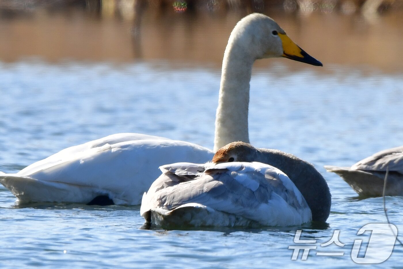 본문 이미지 - 22일 오후 경북 포항시 북구 흥해읍 곡강생태하천에서 천연기념물 201호 큰고니 유조가 잠을 자고 있다. 2025.2.22/뉴스1 ⓒ News1 최창호 기자