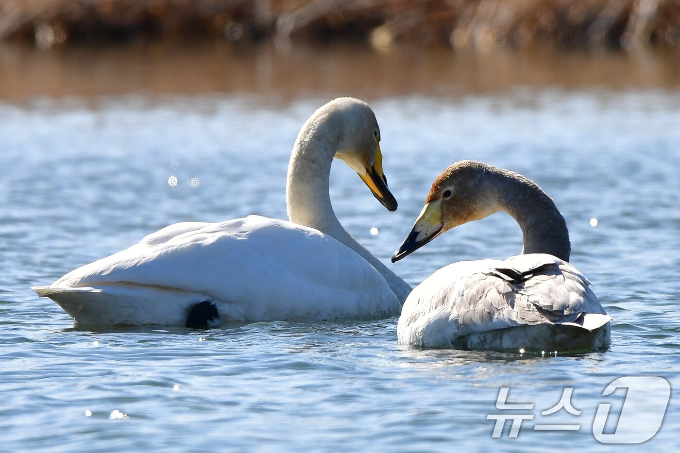 본문 이미지 - 22일 오후 경북 포항시 북구 흥해읍 곡강생태하천에서 천연기념물 201호 큰고니들이 주변을 살피고 있다. 2025.2.22/뉴스1 ⓒ News1 최창호 기자