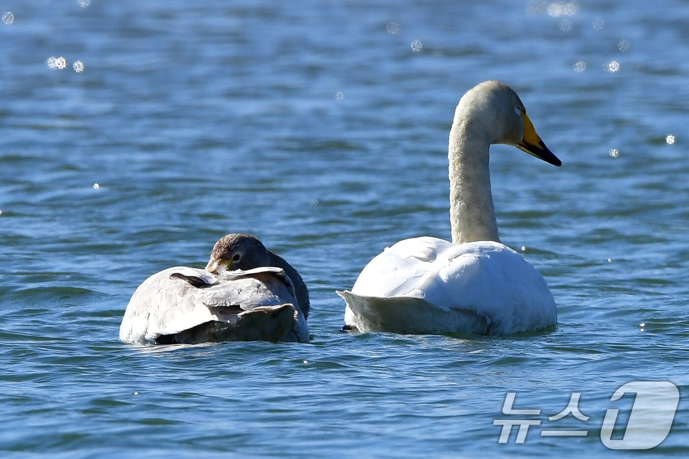 본문 이미지 - 22일 오후 경북 포항시 북구 흥해읍 곡강생태하천에서 천연기념물 201호 큰고니유조가 잠을 자고 있다. 2025.2.22/뉴스1 ⓒ News1 최창호 기자